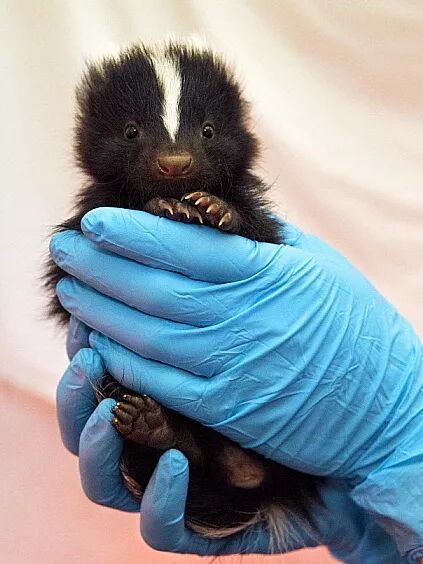 臭鼬这么臭自己闻不到吗