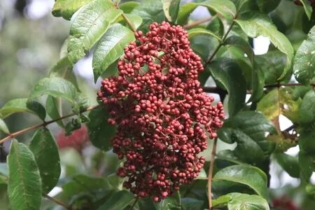 遍插茱萸少一人 插的到底是谁 物种日历 微信公众号文章阅读 Wemp