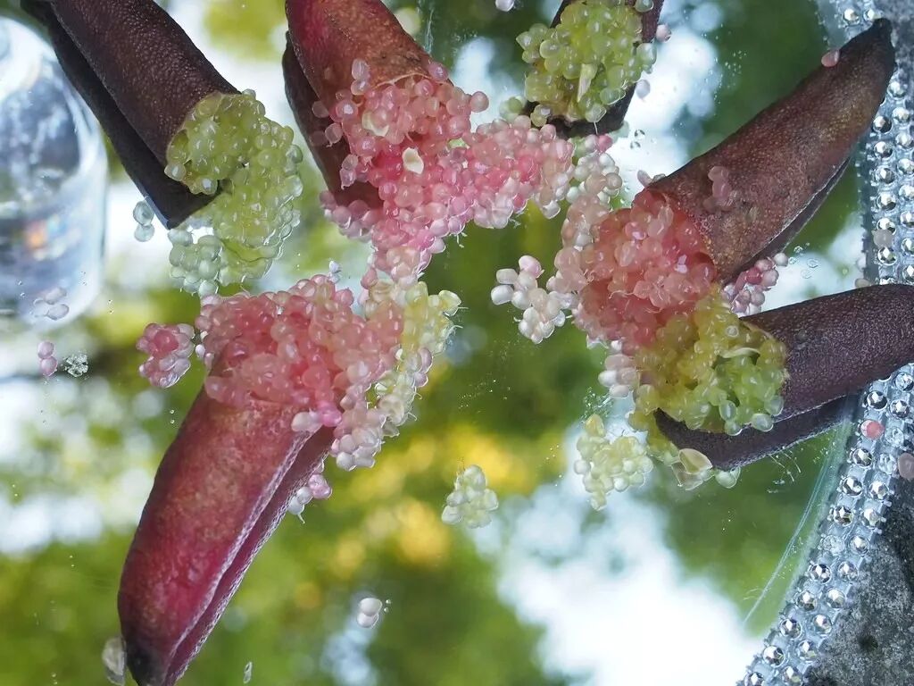 狗狗拉黑色的很稀的屎像墨汁一样_生蚝里面黑色的像屎一样的能吃吗_生蚝有屎吗