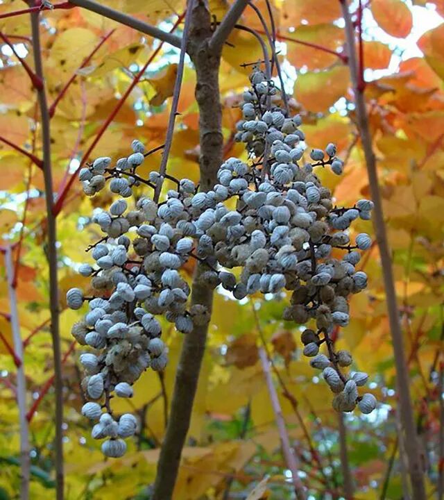没事儿总被人点一根的蜡到底是什么做的