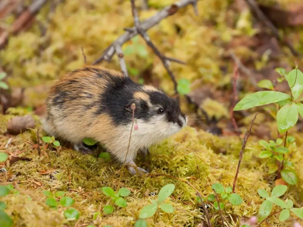 旅鼠会跳海自杀这是个奥斯卡级别的谎言