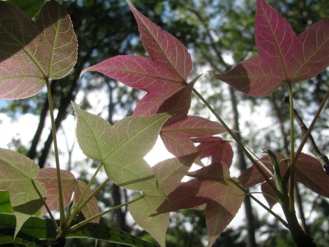 1,半枫荷一个树叶两瓣不一样是半枫荷半枫荷别名金缕半枫荷木荷树小叶