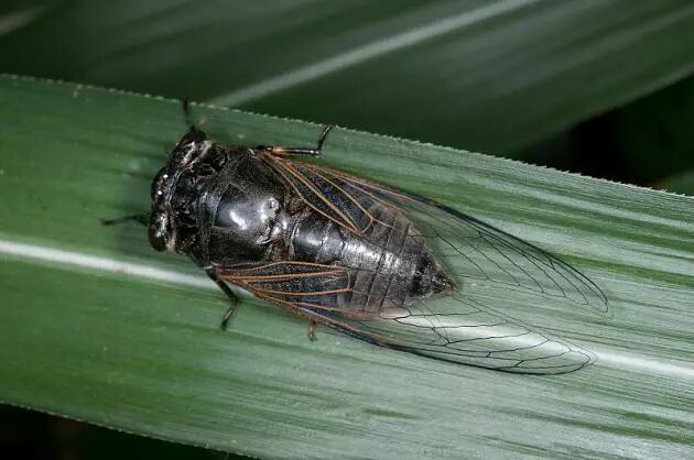 高颜值有灵性知了可不只有黑色