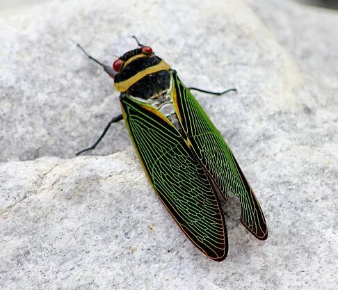 高颜值有灵性知了可不只有黑色