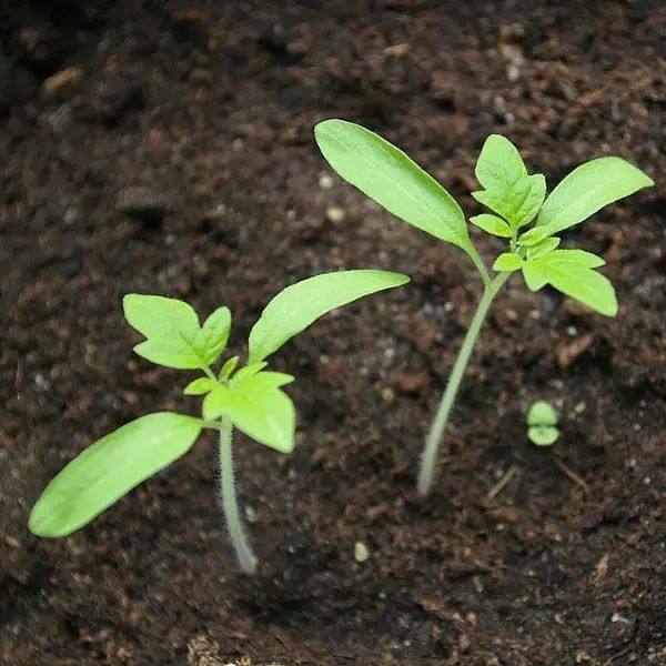汉墓里发现了番茄种子这是真的么