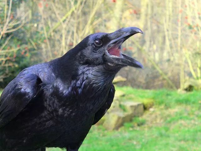 巨型黑鸟图片