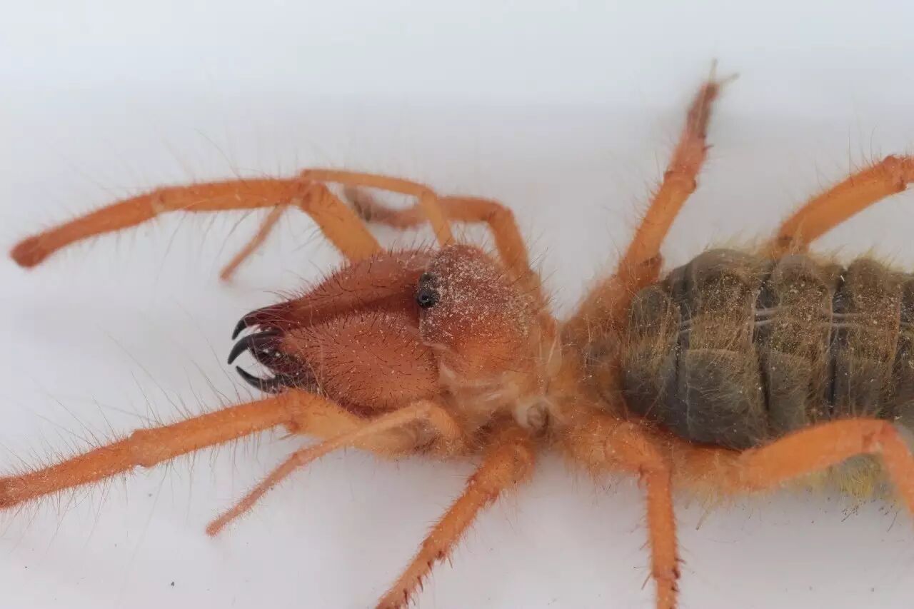 com避日蛛的螯肢异常发达,而且比较非主流地使用了垂直开合的构造