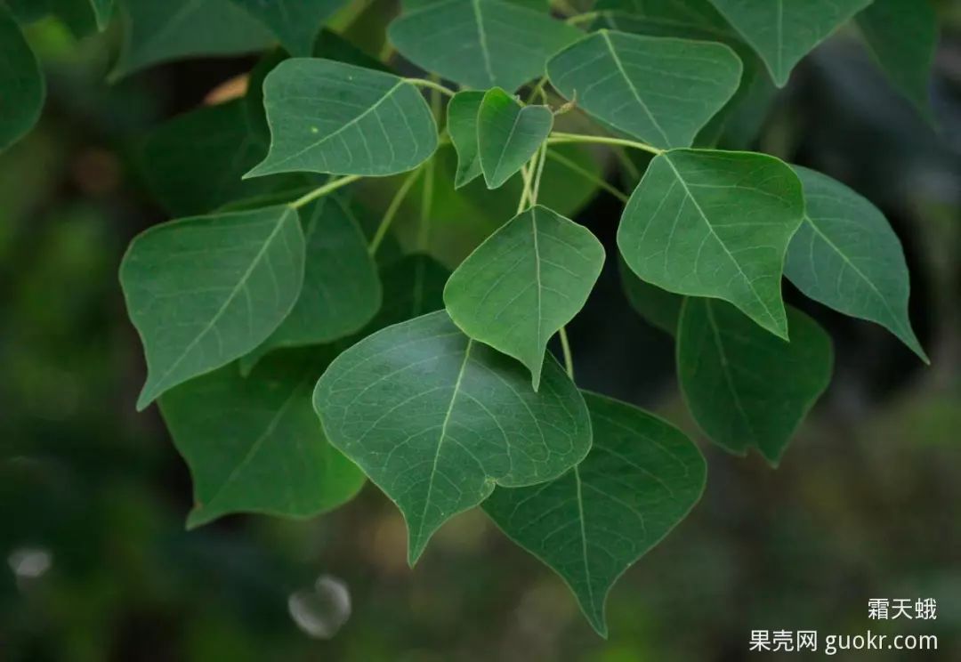 鳥類的垃圾食品竟是優質蜜源這話只對一半