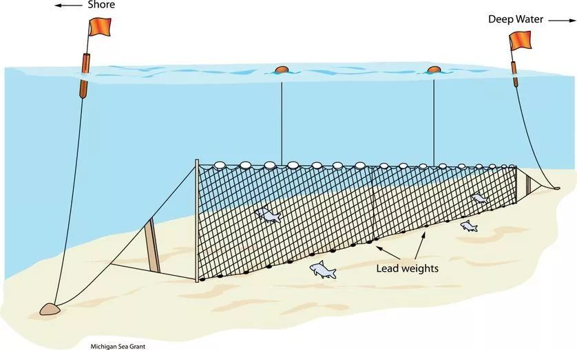 刺网捕鱼原理图图片