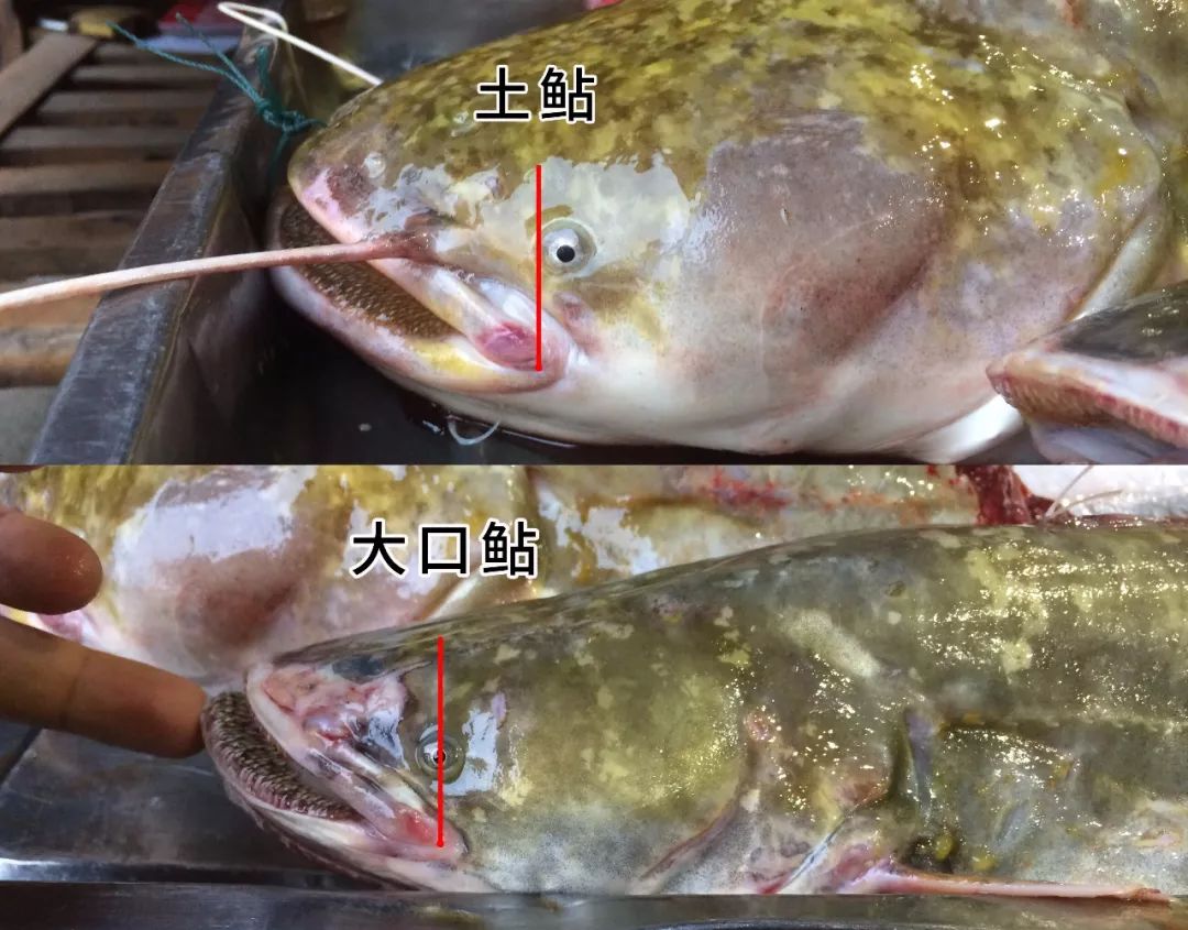 預測地震 生吞活人 鮎魚的傳説真令人害怕 物種日曆 微文庫