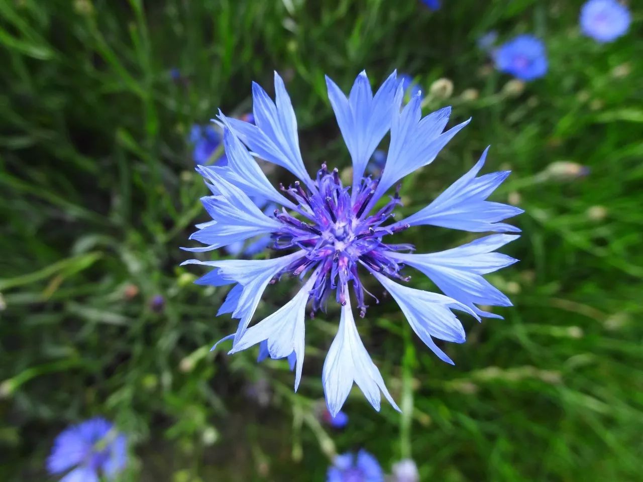 看过这么多菊花,你见过蓝色的吗?