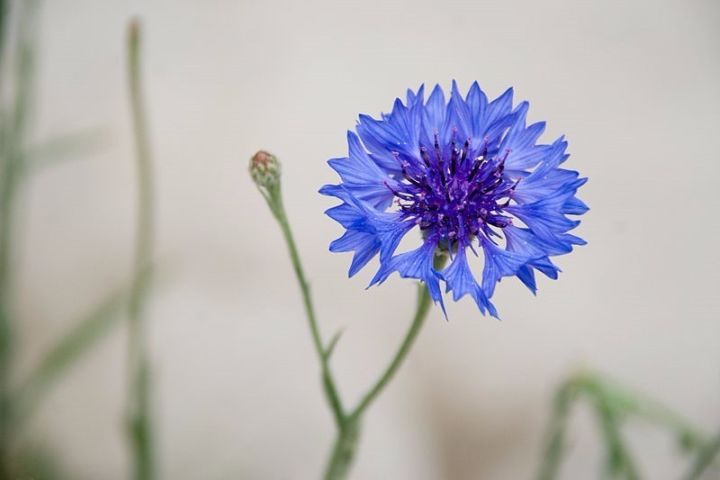 蓝色菊花花语图片