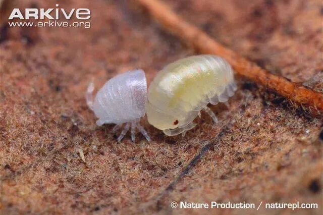 皮皮虾不是被你们骑走了吗今天讲讲它的亲戚西瓜虫