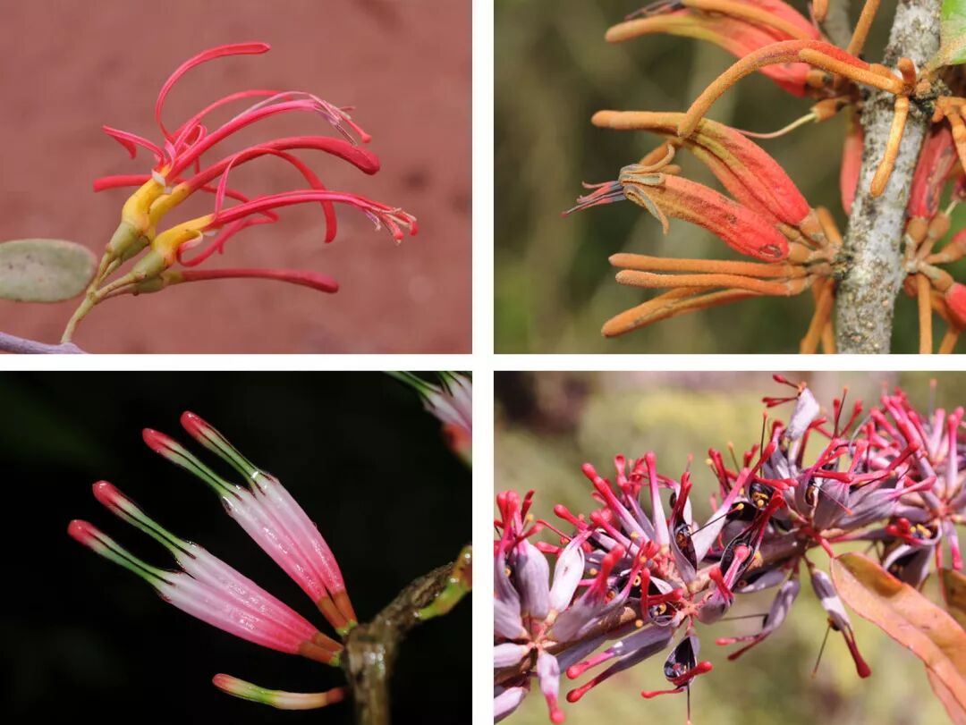 槲寄生下接吻的人并不知道,他们头顶是鸟屁股拉的丝