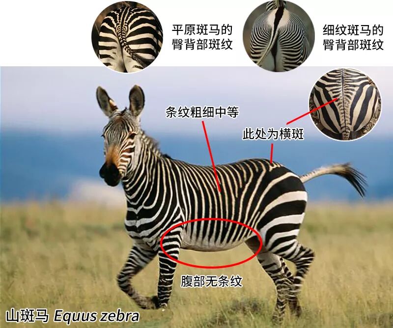 斑马是黑条的白马还是白条的黑马