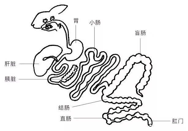 不過,與牛,羊等植食性動物不同,家兔主要利用大腸和盲腸來消化食物