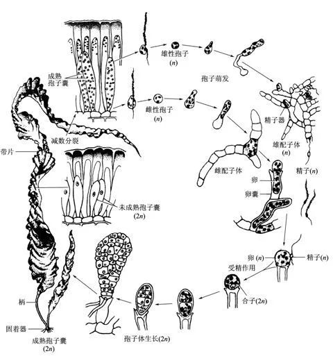 海带孢子体结构图图片