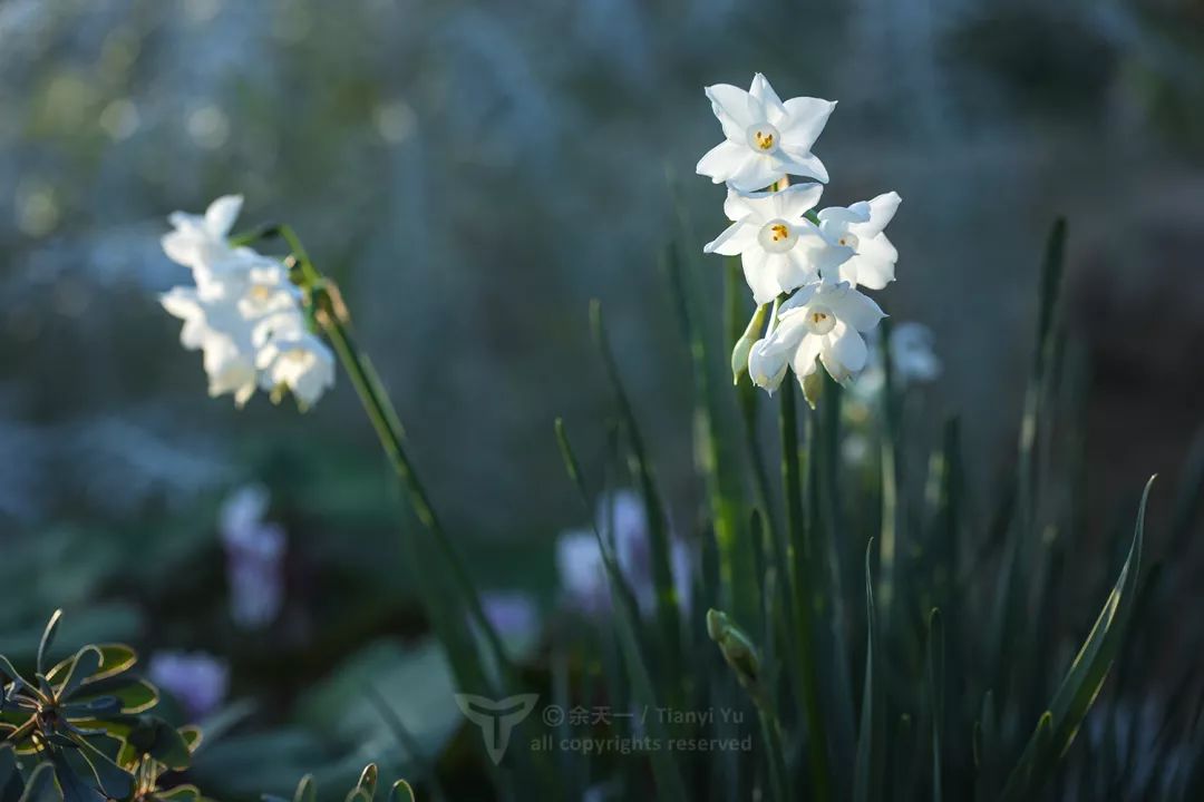 すべての花の画像 75 白水仙種類