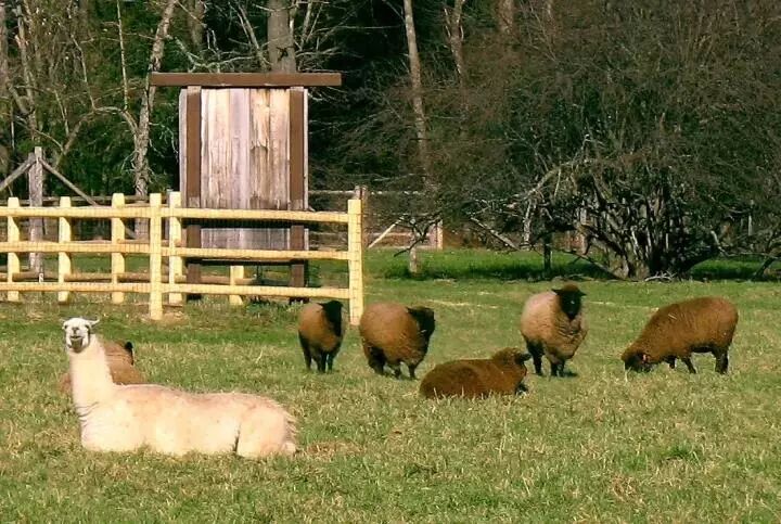 小绵羊人畜无害的"羊设"怎么来的?