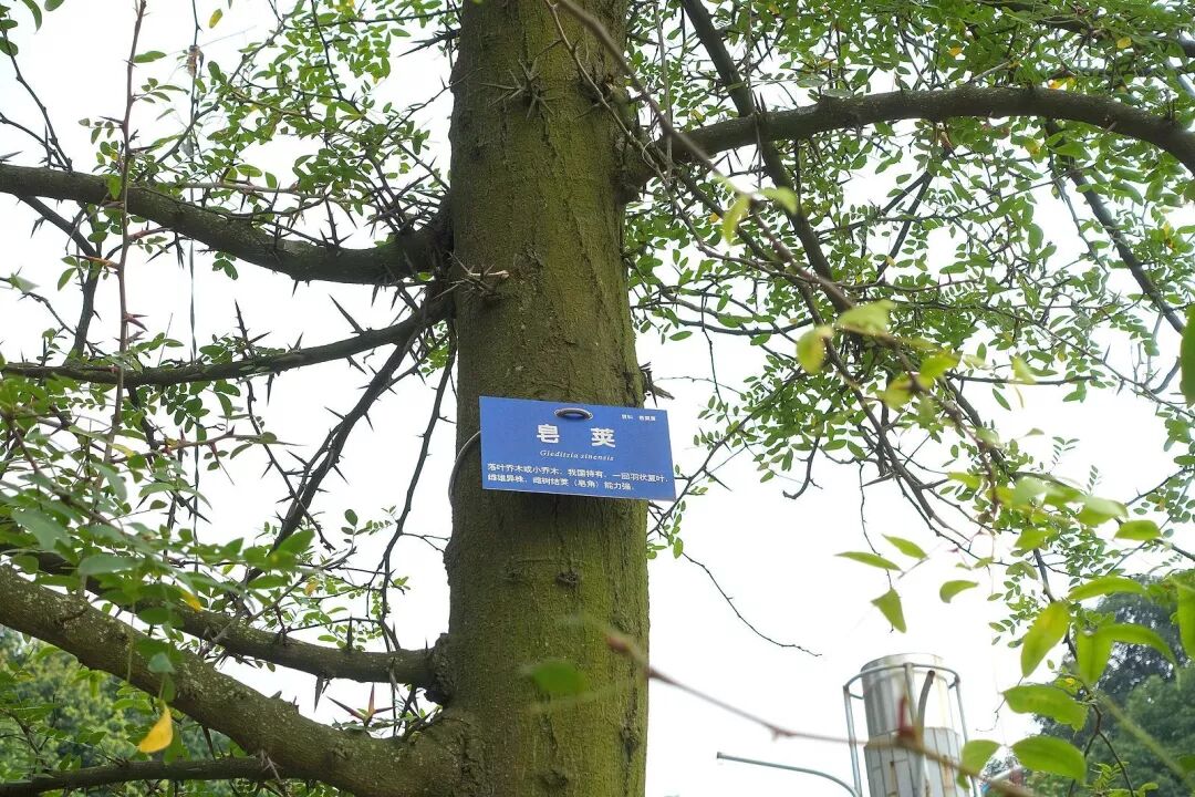 古人用皂荚做醉蟹不会搓出泡泡吗