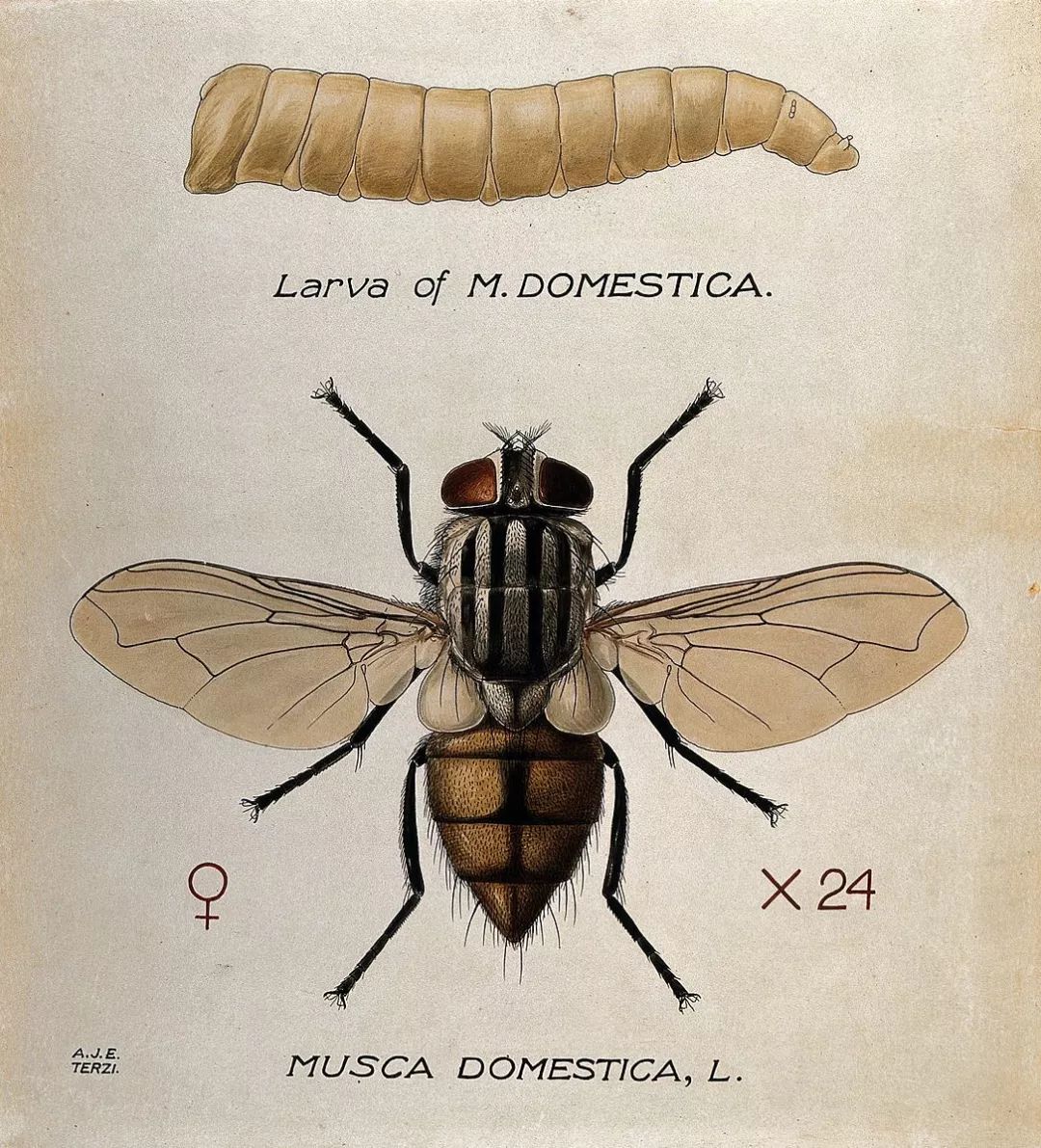 蛆是苍蝇的幼虫吗，苍蝇和蛆是两种不同的生物吗
