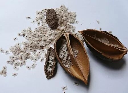 凤凰鸣矣梧桐生矣凤和凰分雌雄那梧和桐呢