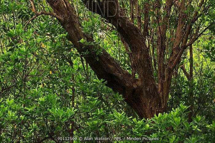 草莓我吃过但草莓树是什么