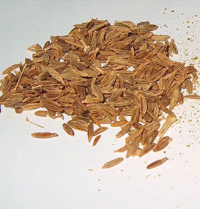 八角也叫八角茴香 那茴香到底是什么 自由微信 Freewechat