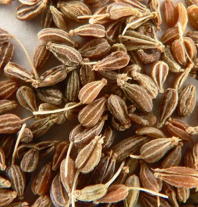 八角也叫八角茴香 那茴香到底是什么 自由微信 Freewechat