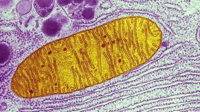 圖片:wiki commons線粒體是動植物細胞裡存在的一種微小的顆粒狀結構