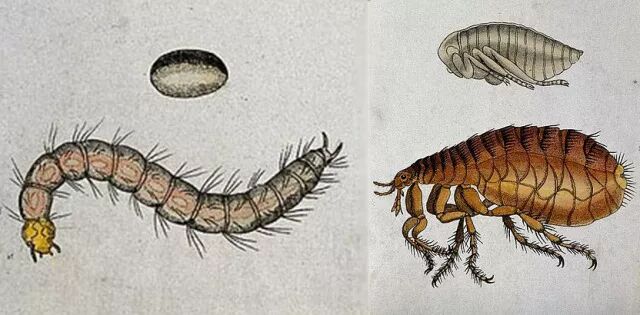 跳蚤是完全变态的昆虫,一生经历卵,幼虫,蛹和成虫4个阶段.