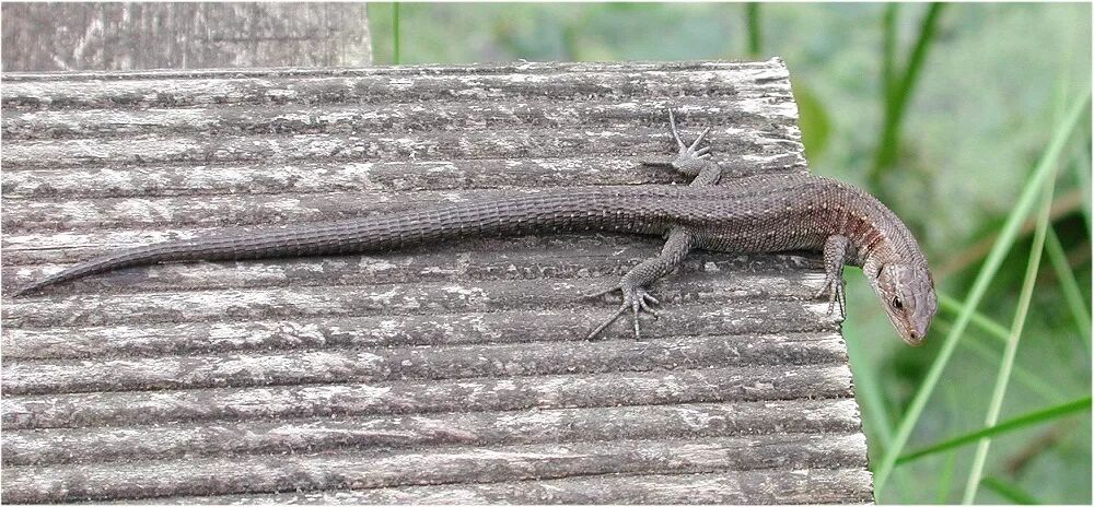 蜜月歸來 它為何滿身傷痕 物種日曆 微文庫