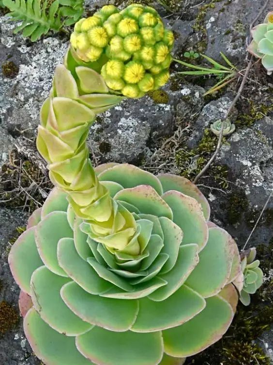 山地玫瑰真的是永不凋谢的花吗神奇植物