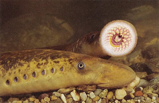 看似是来自海底的恶魔 实则是撑死国王的美味 物种日历 微信公众号文章阅读 Wemp