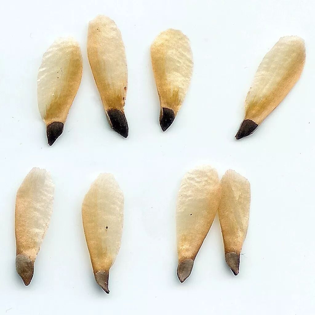 种鳞的内侧会有两枚种子,种子上有宽大的翅,可以随风飘到远方,并不