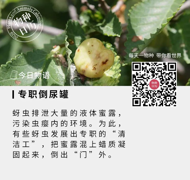 物种日历 自由微信 Freewechat