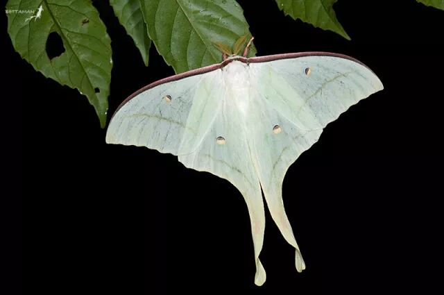 旅行青蛙中的稀有大蛾子90的人都亲眼见过