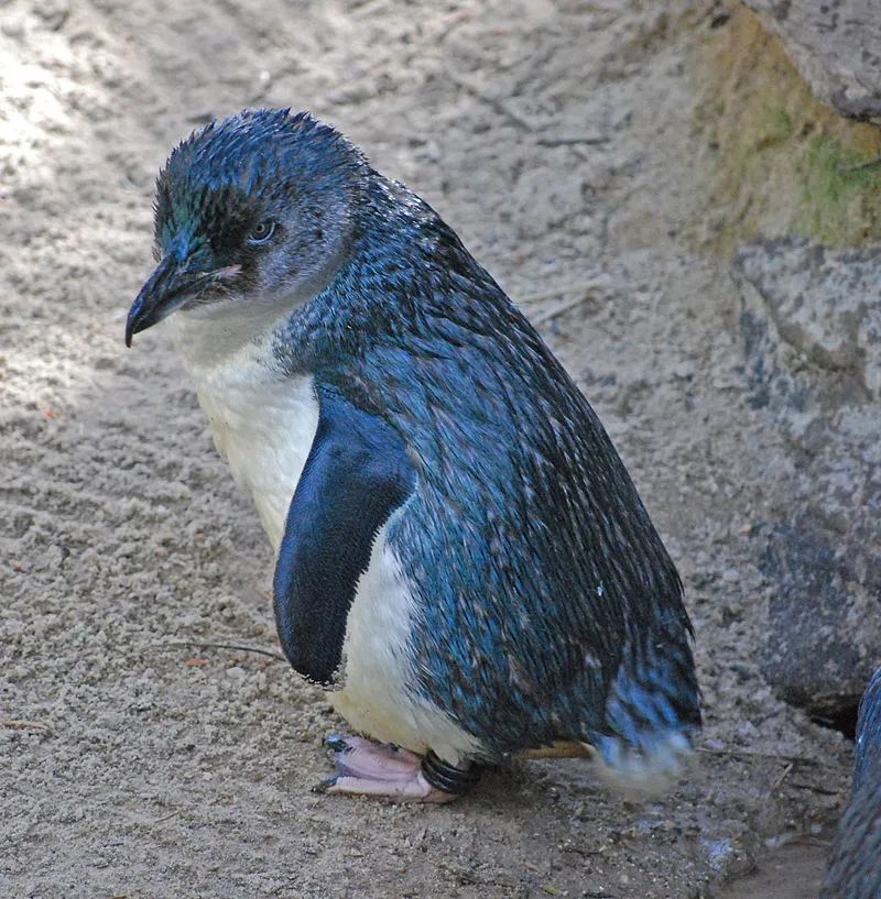 毛利语中,小蓝企鹅叫做kororā,这就是蓝企鹅的意思
