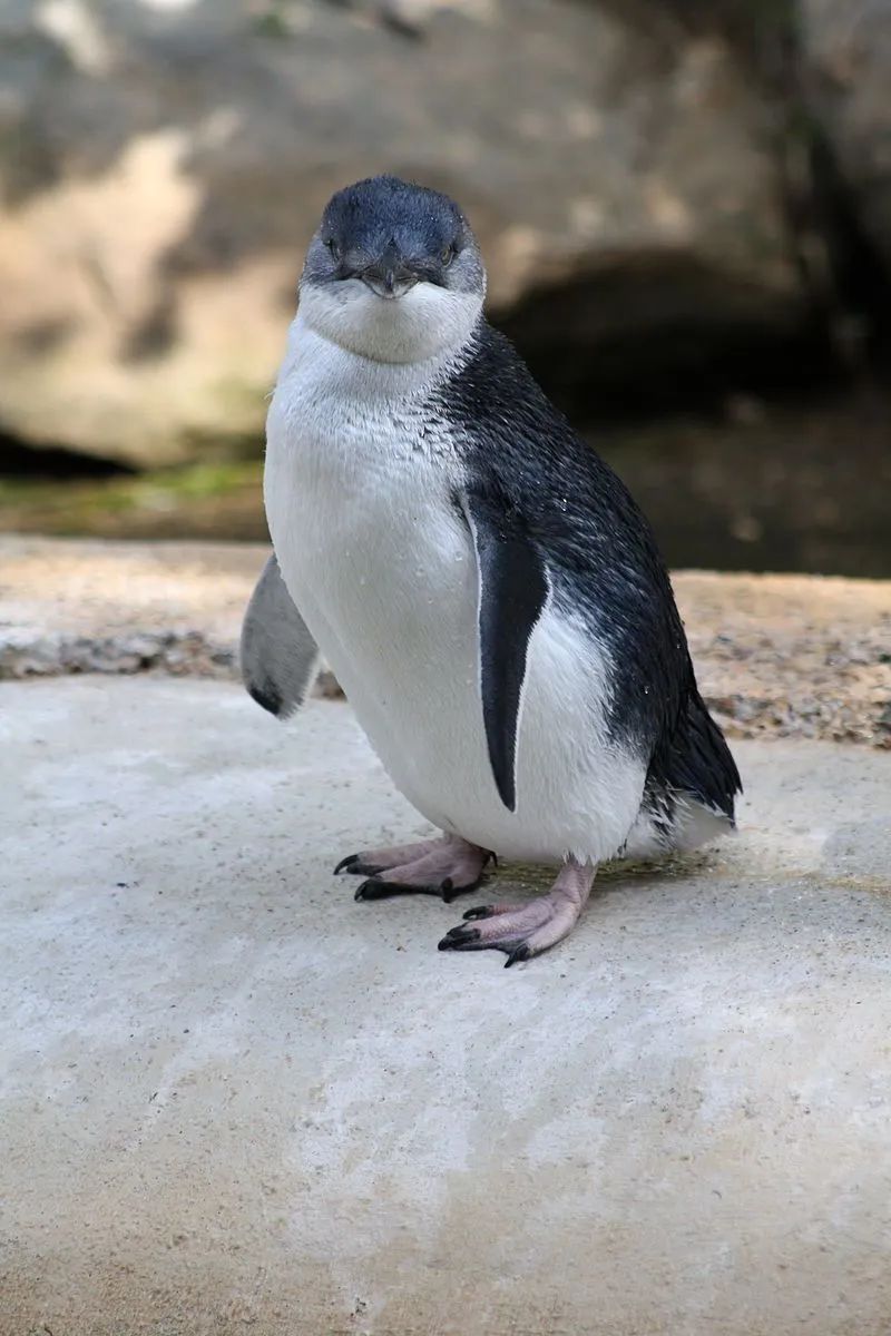 小蓝企鹅是一种又小又蓝的企鹅,英文名就叫小企鹅(little penguin)