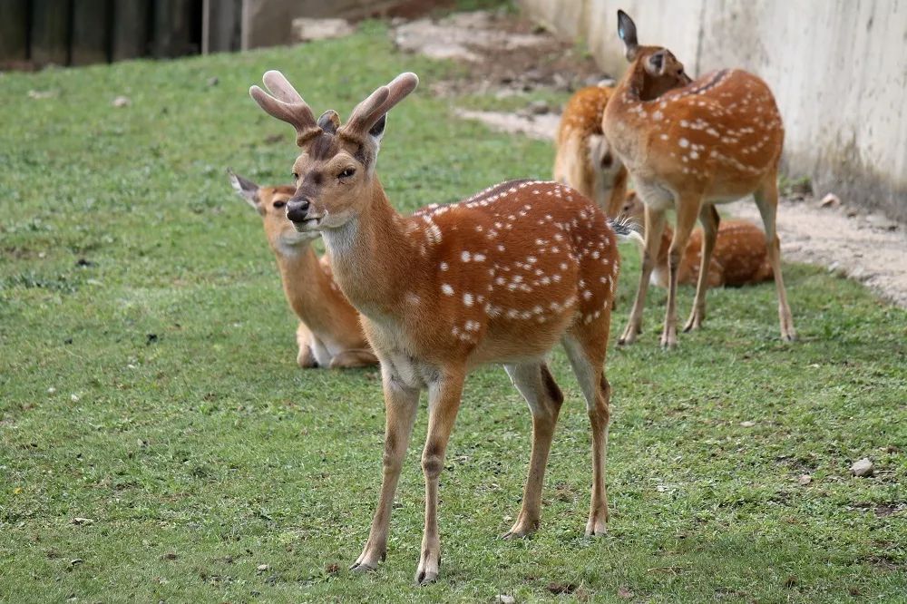 珍稀動物梅花鹿一年殺死兩萬頭