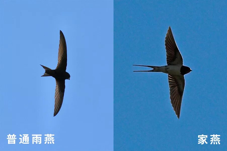 月亮有多远可能还不如雨燕一生飞过的距离