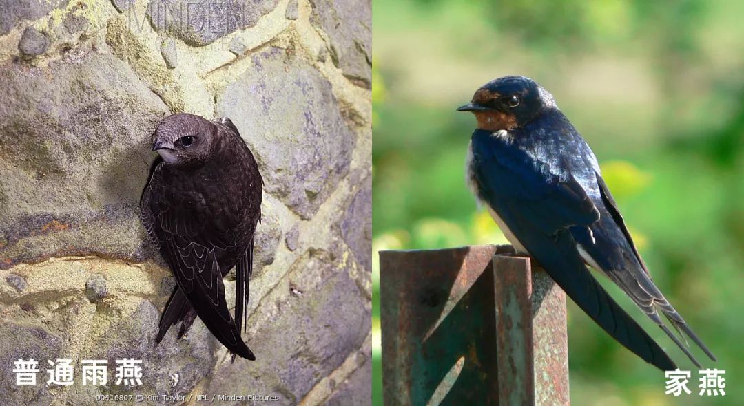 月亮有多远可能还不如雨燕一生飞过的距离