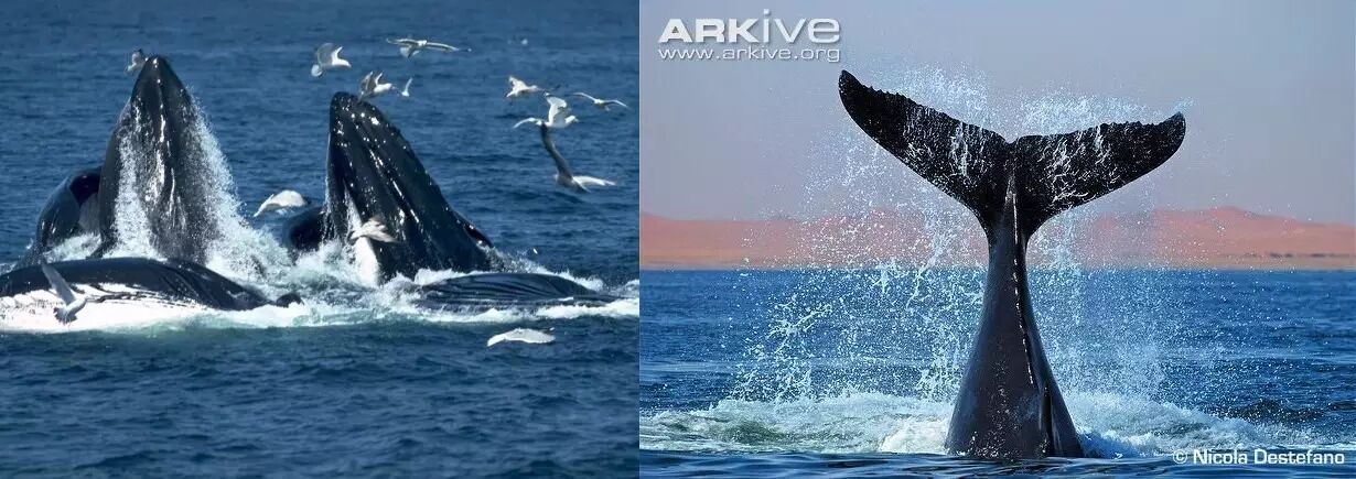 座头鲸你为什么要和虎鲸对着干