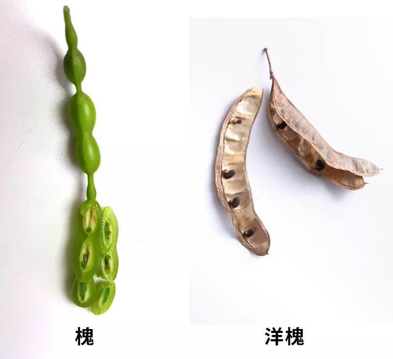 碰见吊死鬼儿了那你跟前多半是这种树