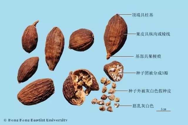 火锅里有罂粟壳草果这锅我不背