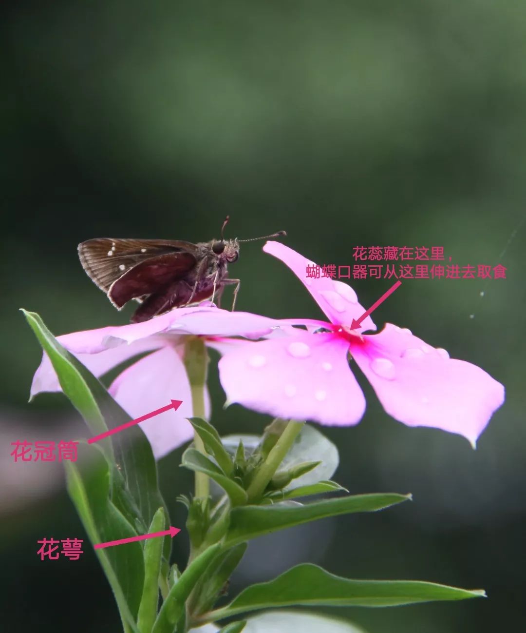 長春花子房下位,有很長的花冠筒,雌蕊藏在花冠筒中,而雄蕊則著生在