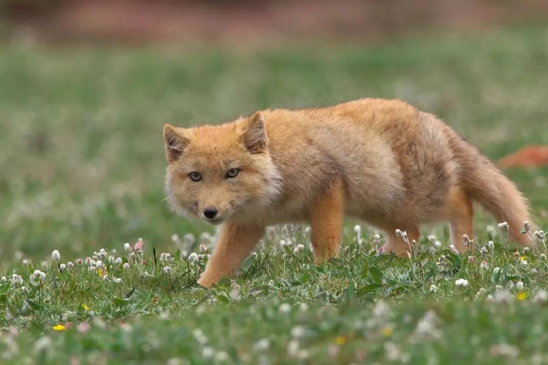 今天 大方脸才是高级脸 不信 你看藏狐 物种日历 微信公众号文章阅读 Wemp