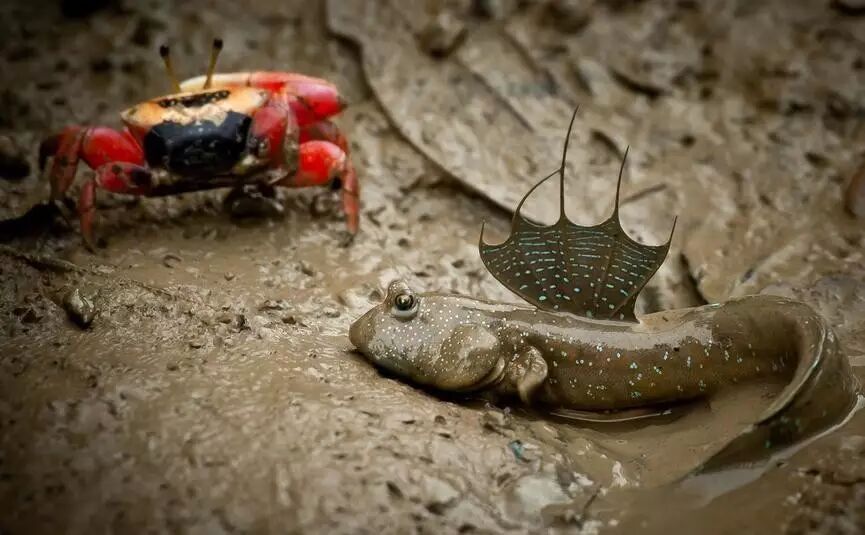 吼啊怒目如蛙的弹涂鱼