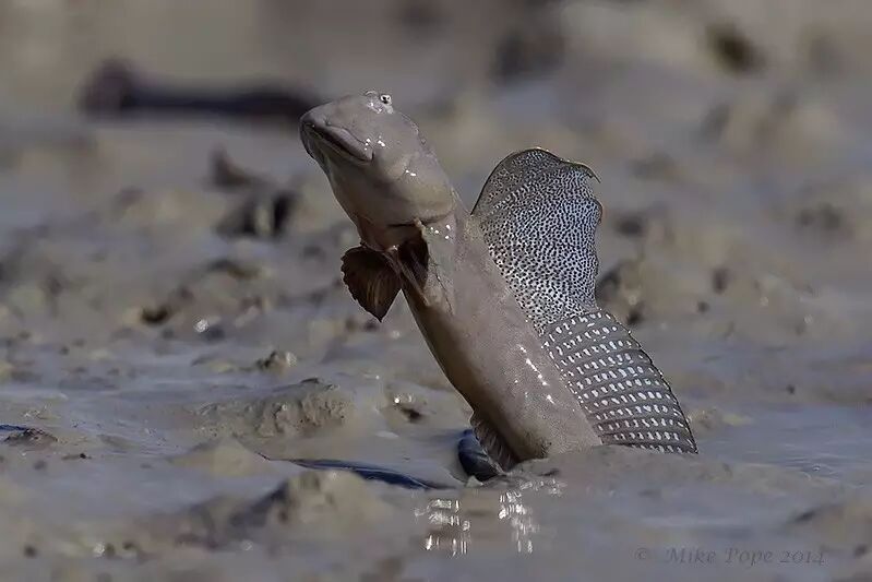 吼啊怒目如蛙的弹涂鱼