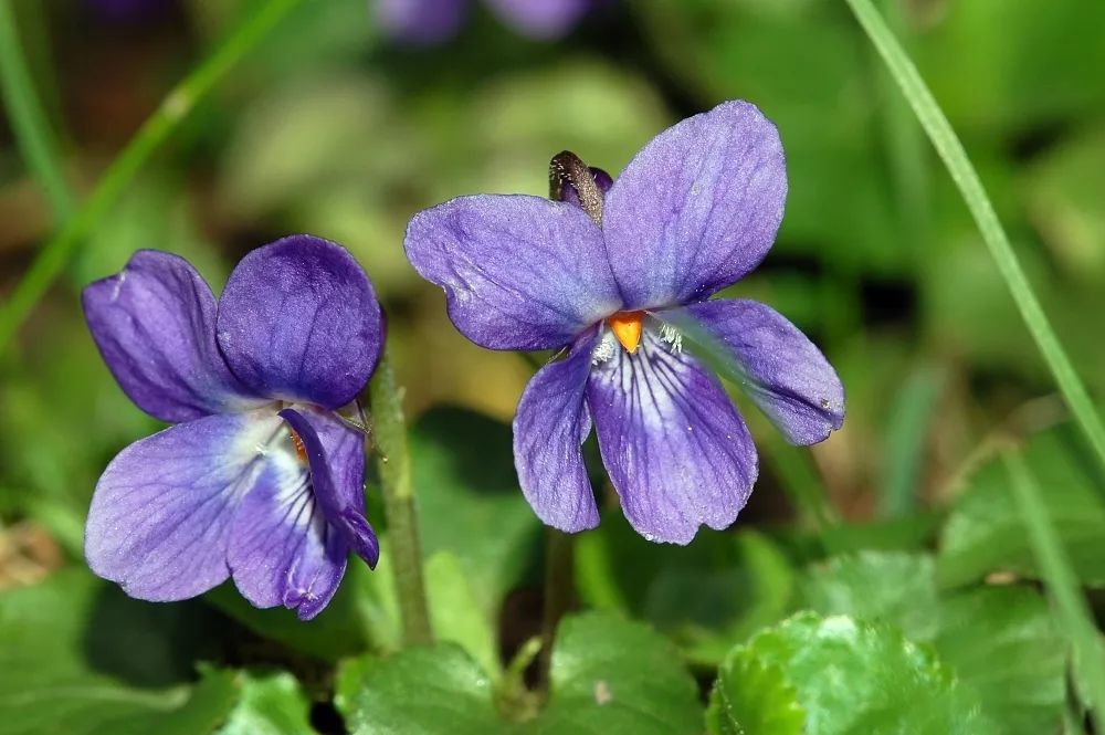 Violet為什麼錯譯成紫羅蘭 這是一個關於前任的故事 物種日曆 微文庫